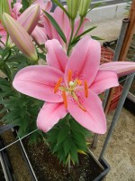 [4525 VH01 No02.JPG]